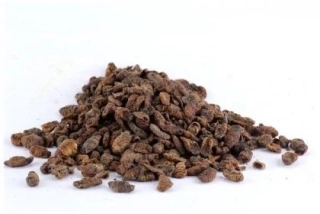 Sušený bourec morušový